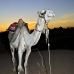 camel_bank_west_lux_v_0011_egy3089.jpg